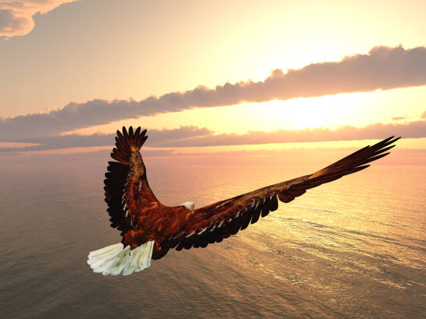 Eagle flying at sunset